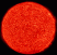 Solar Disk-2021-02-04.gif